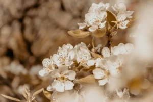 Fleurs blanches épanouies sur une branche d'arbre au printemps.