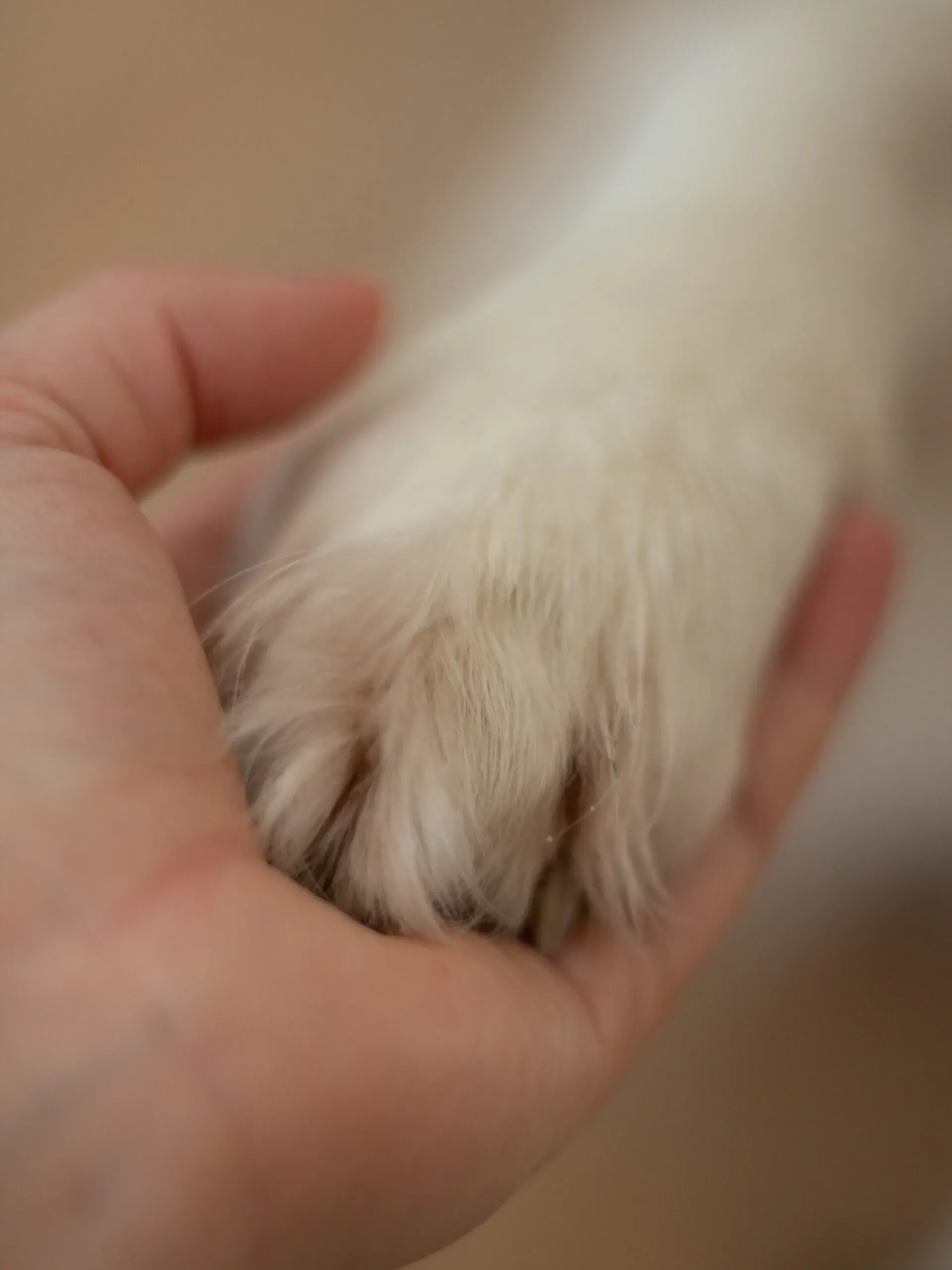 Gros plan d'une main d'homme tenant la patte poilue d'un chien blanc.