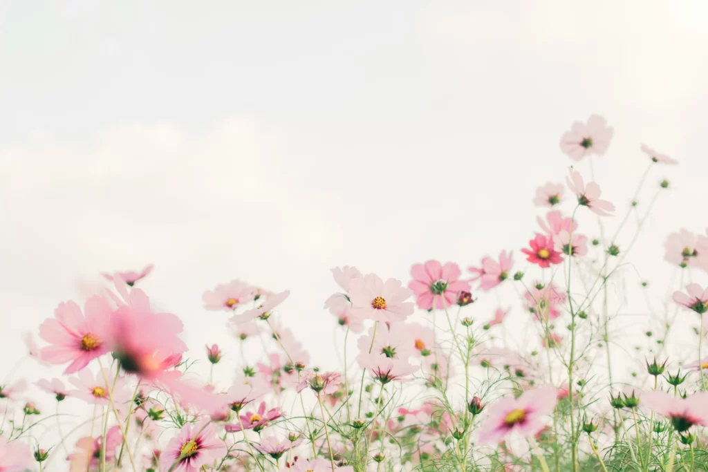 Champ de fleurs de cosmos roses et blanches sous un ciel clair et lumineux.